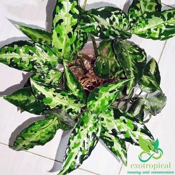 Aglaonema Pictum Tricolor