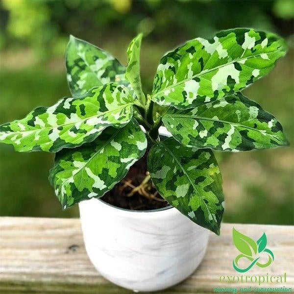 画像1親株参考画素Aglaonema pictum