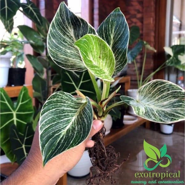 Philodendron Birkin