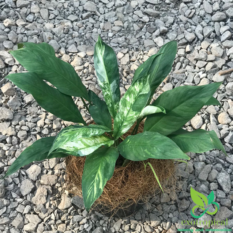 Spathiphyllum Variegated Peace Lily