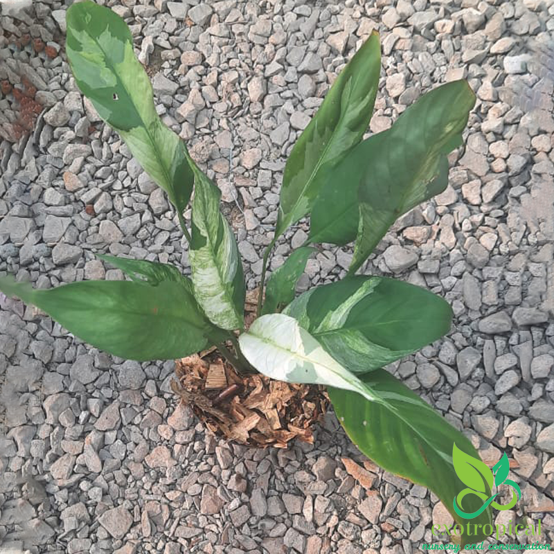 Spathiphyllum Variegated Peace Lily