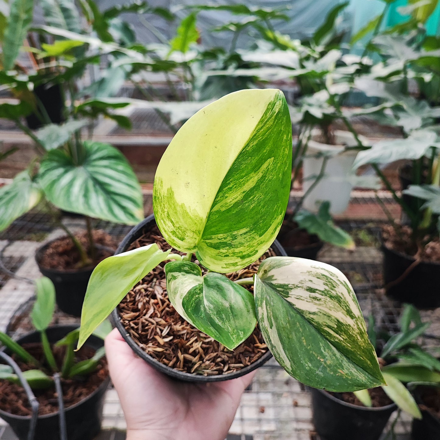 Scindapsus Treubii Moonlight Variegated