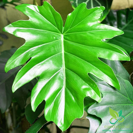 Philodendron Lacerum