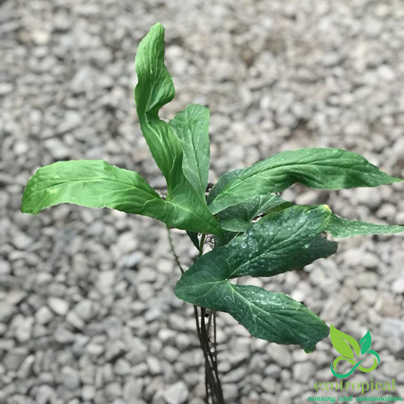 Alocasia Cyrtosperma Hambalii Sp Papua