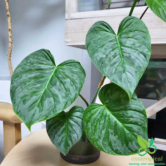 Philodendron Majestic (Sodiroi X Verrucosum)