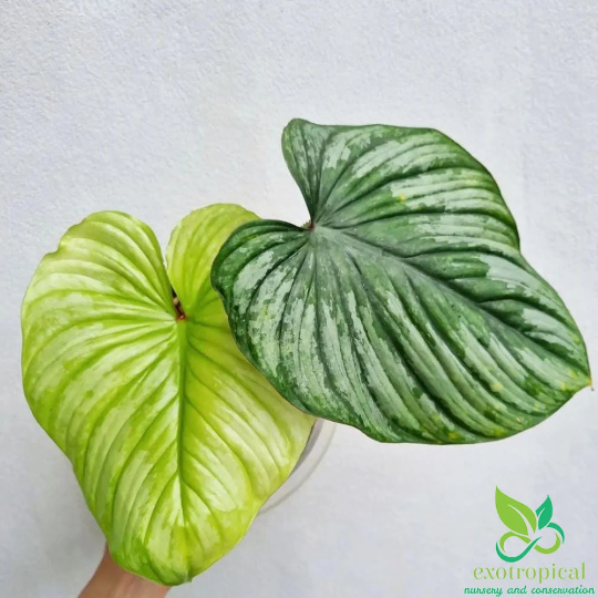 Philodendron Mamei Silver Cloud