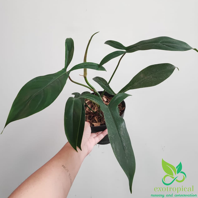 Philodendron Code 69686