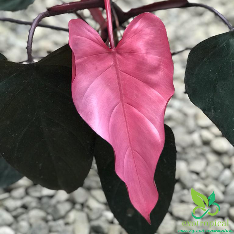 Philodendron Pink Dark Lord