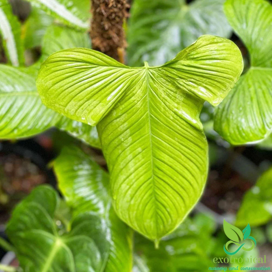 Philodendron Fibraecataphyllum