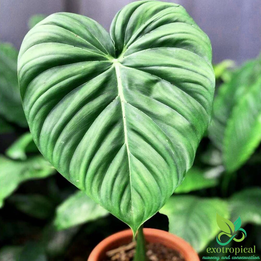 Philodendron Pastazanum