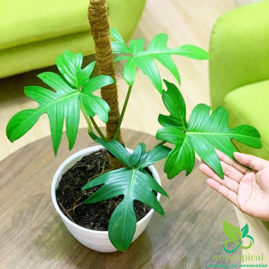 Philodendron Pedatum