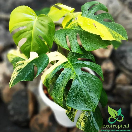 Monstera Marmorata Aurea Variegated