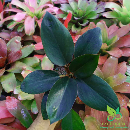 Philodendron Green Congo