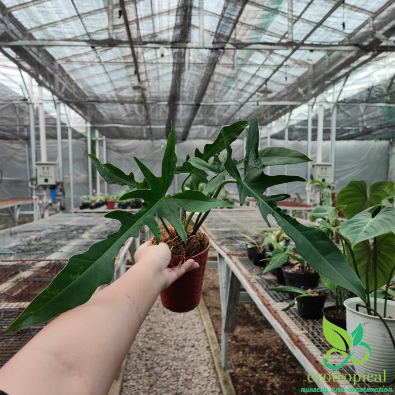 Philodendron Longilobatum Narrow Dragonfly