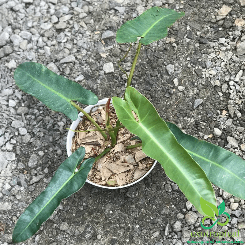 Philodendron Atabapoense