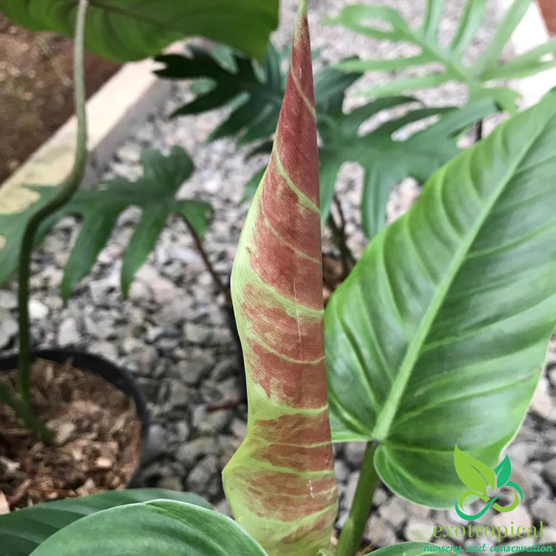 Philodendron Subhastatum