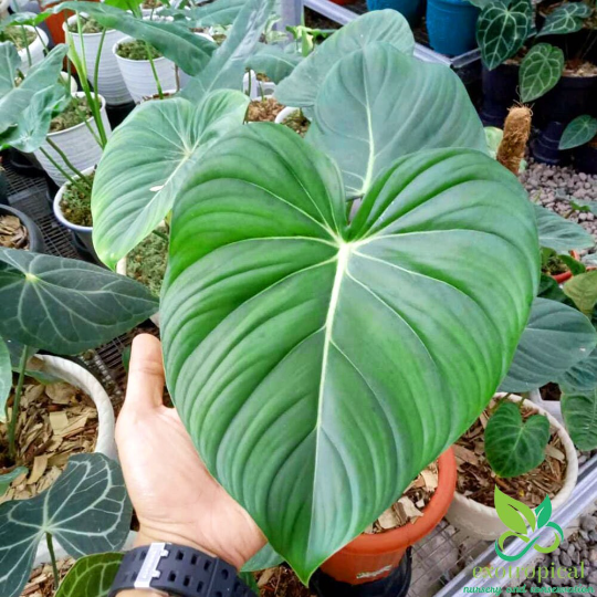 Philodendron Pastazanum