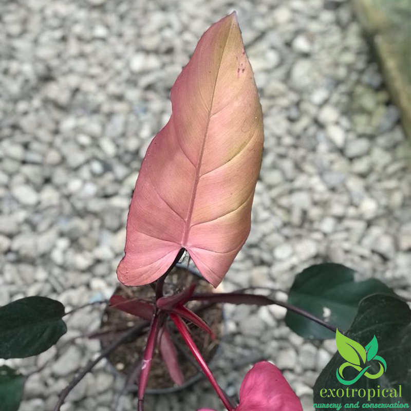 Philodendron Pink Dark Lord