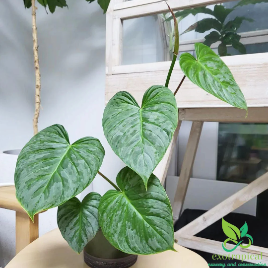 Philodendron Majestic (Sodiroi X Verrucosum)