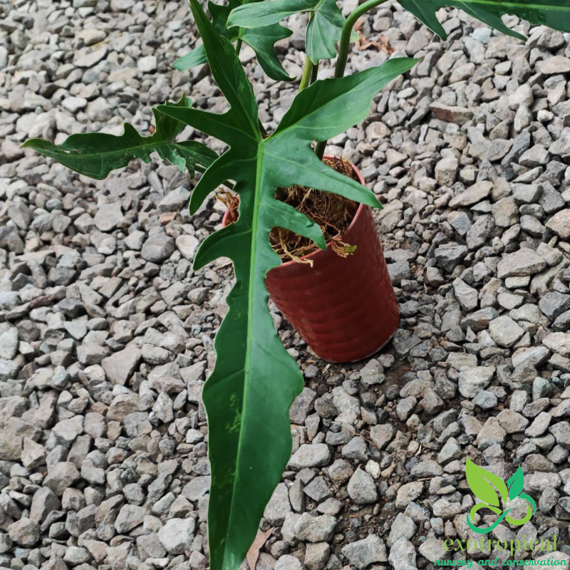 Philodendron Longilobatum Narrow Dragonfly