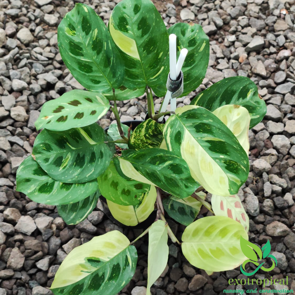 Calathea Lenovero Butterfly variegated