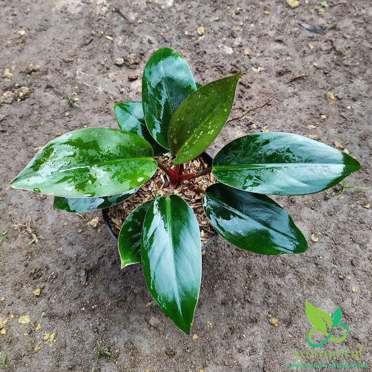 Philodendron Green Congo