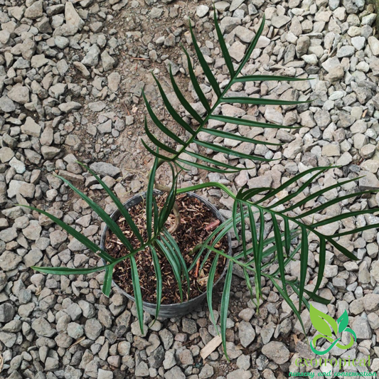 Philodendron Tortum