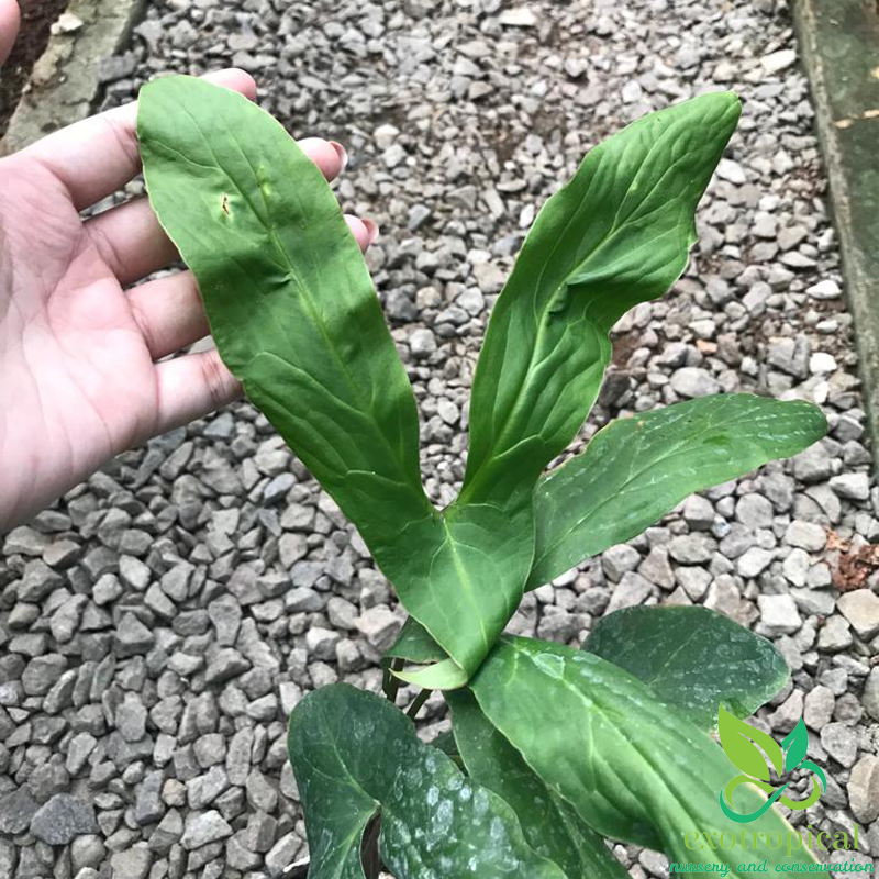 Alocasia Cyrtosperma Hambalii Sp Papua