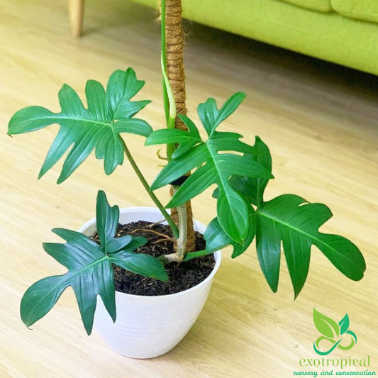 Philodendron Pedatum