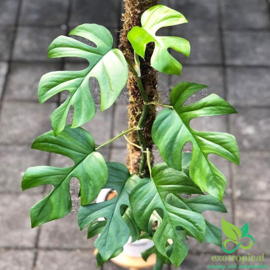 Philodendron Ginny / Raphidophora Tetrasperma