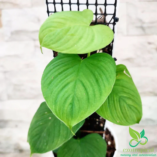 Philodendron Fibraecataphyllum