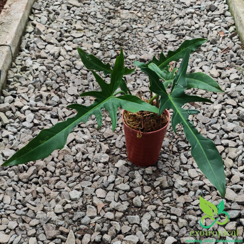 Philodendron Longilobatum Narrow Dragonfly