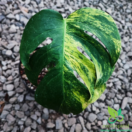 Monstera Marmorata Aurea Variegated