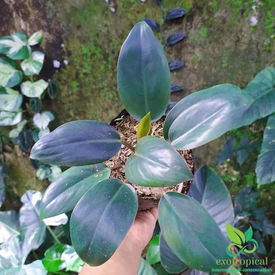 Philodendron Green Congo