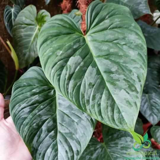 Philodendron Majestic (Sodiroi X Verrucosum)