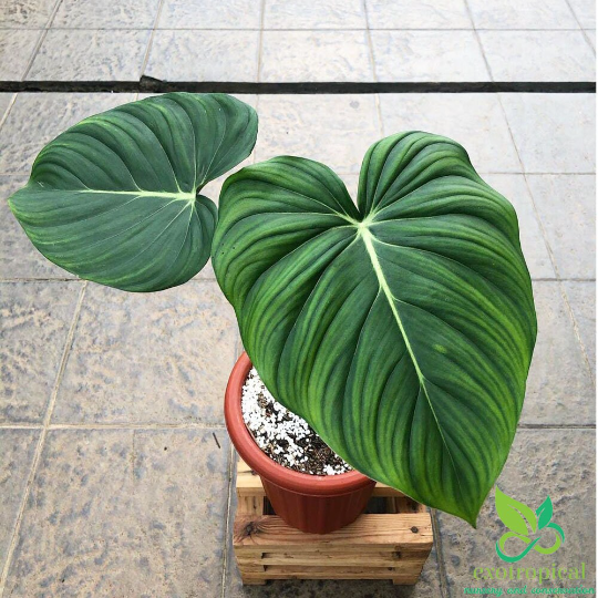 Philodendron Pastazanum