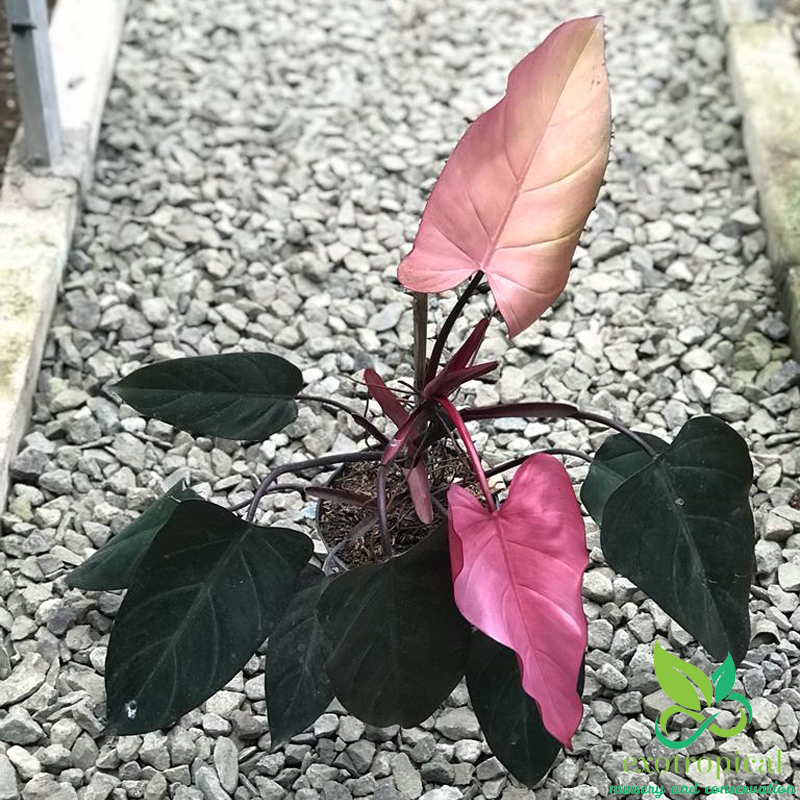 Philodendron Pink Dark Lord