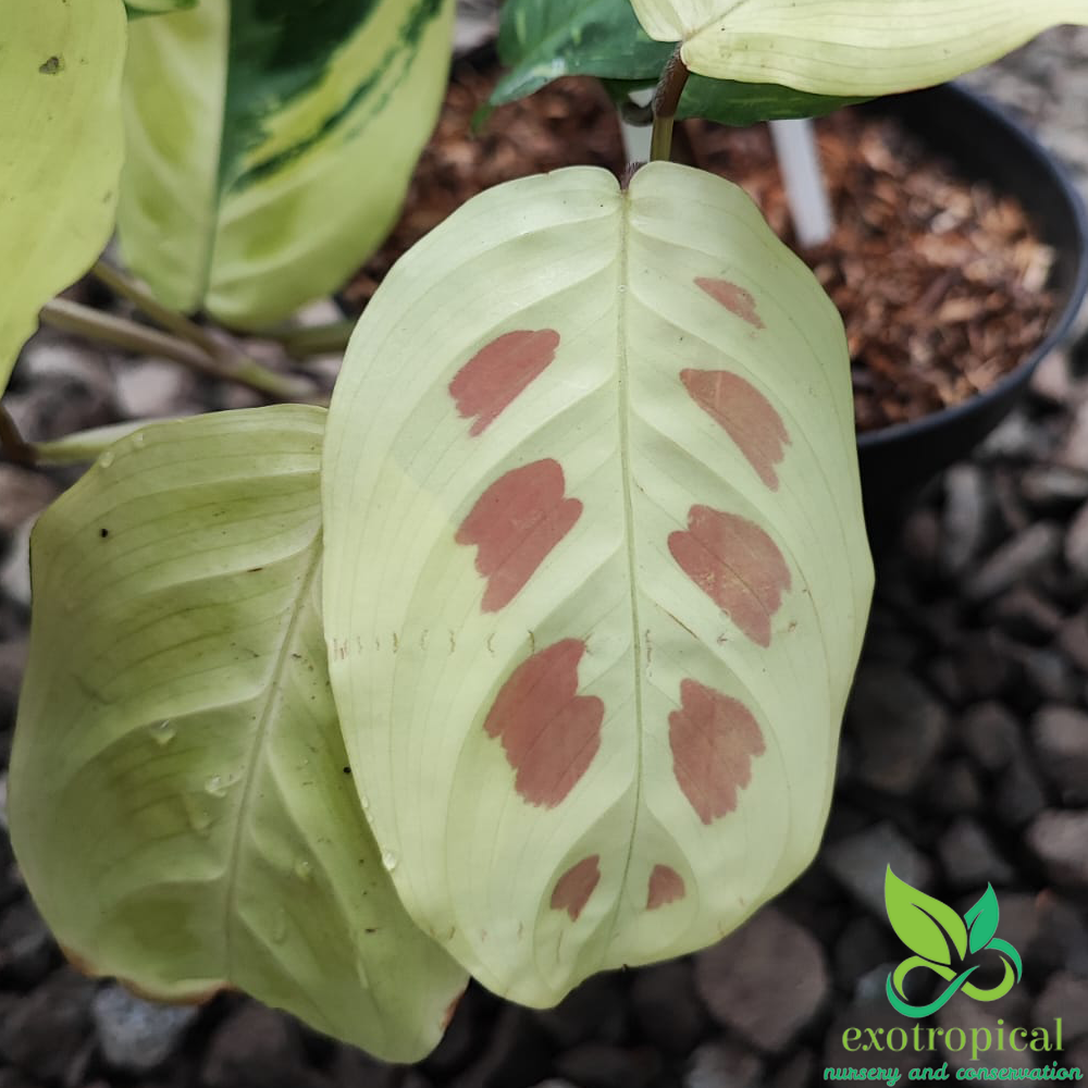 Calathea Lenovero Butterfly variegated