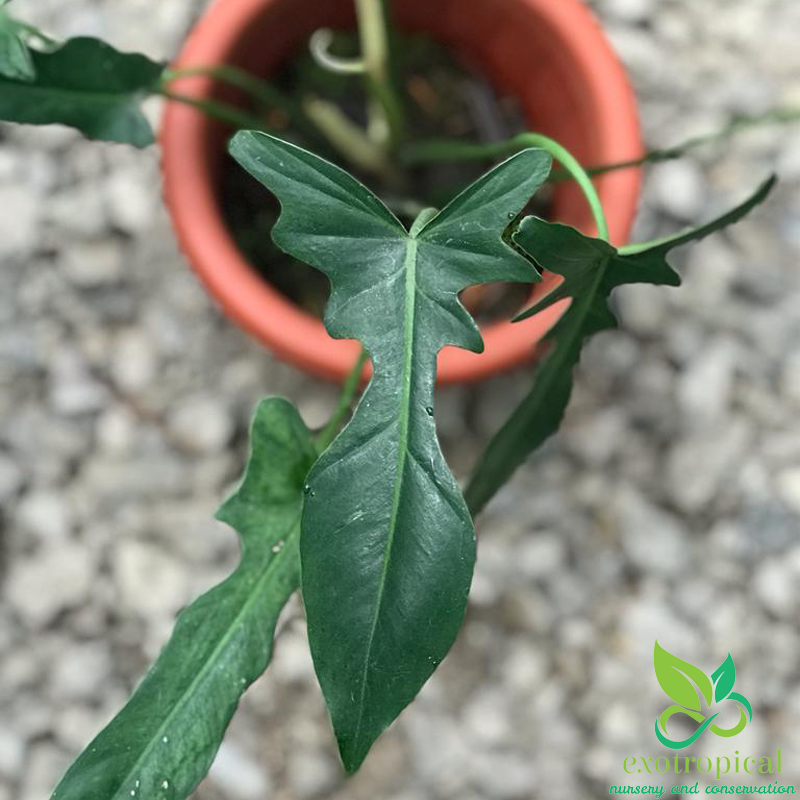 Philodendron Longilobatum Narrow Dragonfly