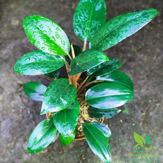 Philodendron Green Congo