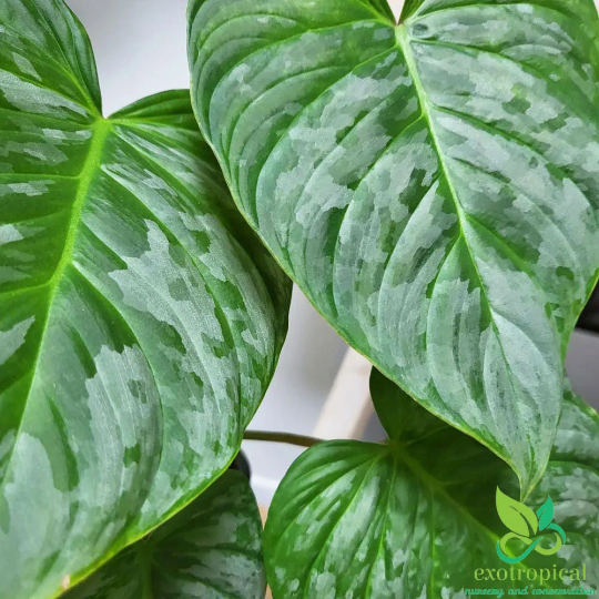 Philodendron Majestic (Sodiroi X Verrucosum)