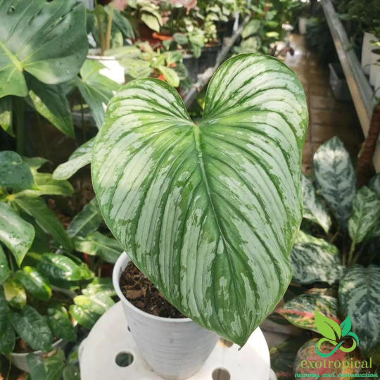 Philodendron Mamei Silver Cloud