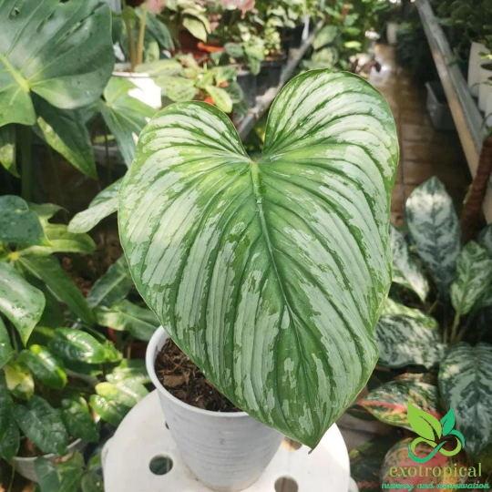 Philodendron 'Silver Cloud' - Quilted Silver Leaf Philodendron