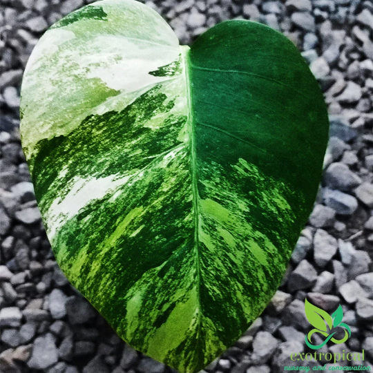 Monstera Marmorata Aurea Variegated