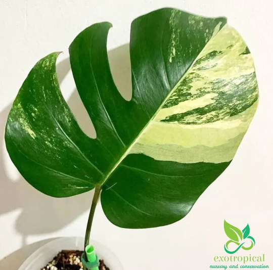 Monstera Marmorata Aurea Variegated