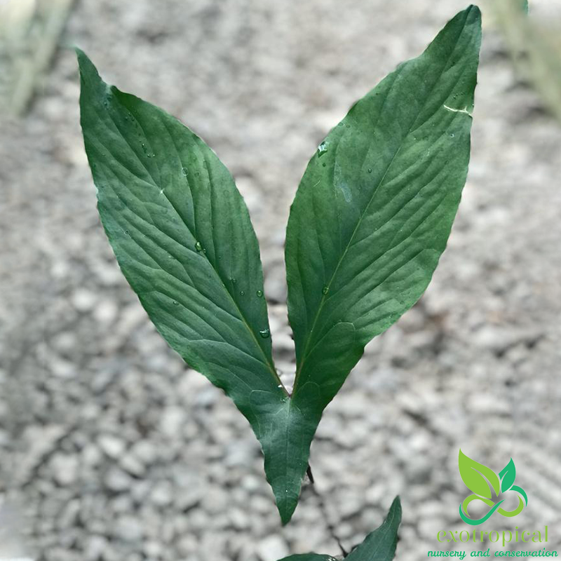 Alocasia Cyrtosperma Hambalii Sp Papua