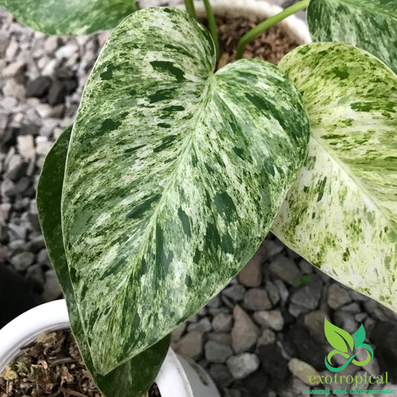 Philodendron Giganteum Variegated