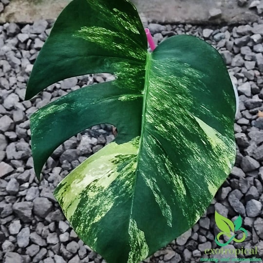 Monstera Marmorata Aurea Variegated