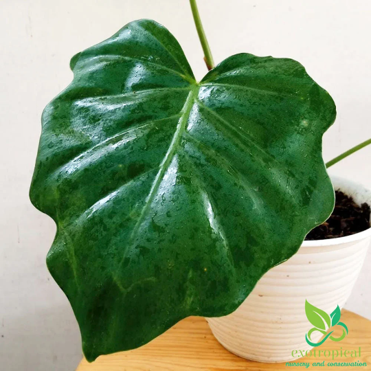 Philodendron Lacerum