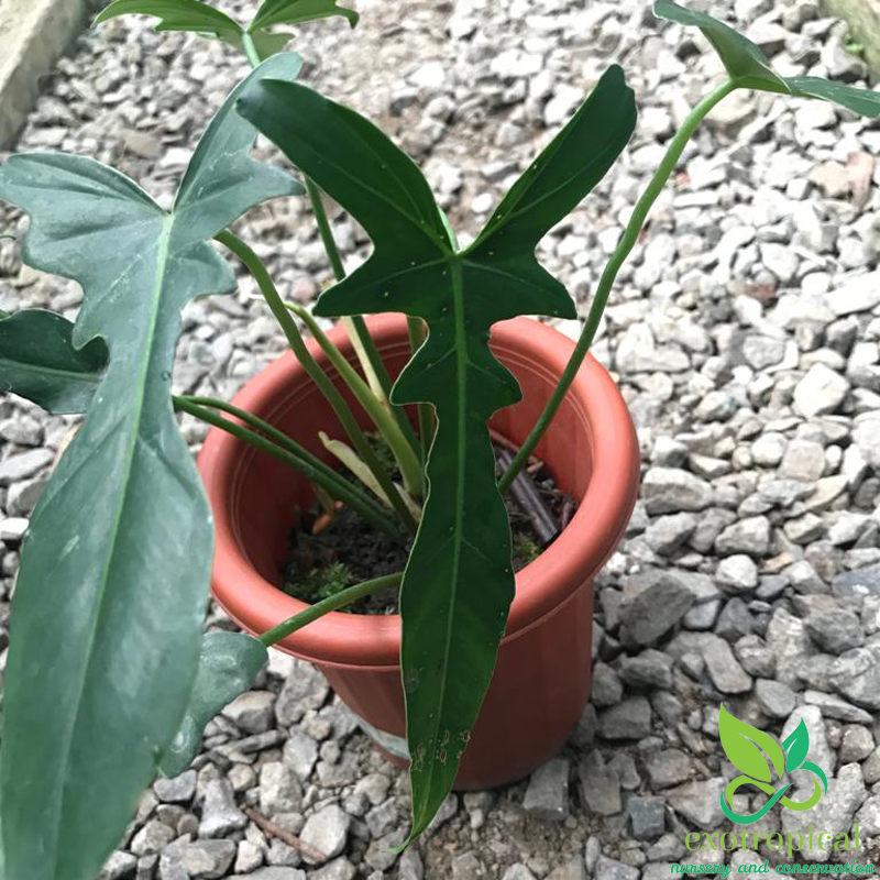 Philodendron Longilobatum Narrow Dragonfly